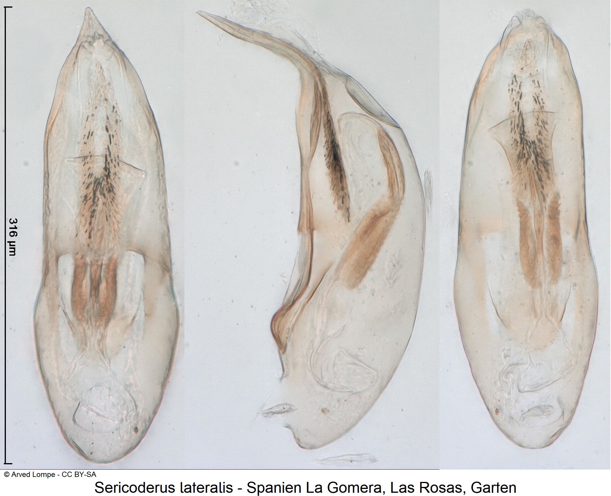 sericoderus_lateralis_ck7389080.jpg