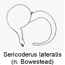 sericoderus_lateralis_sperm.gif