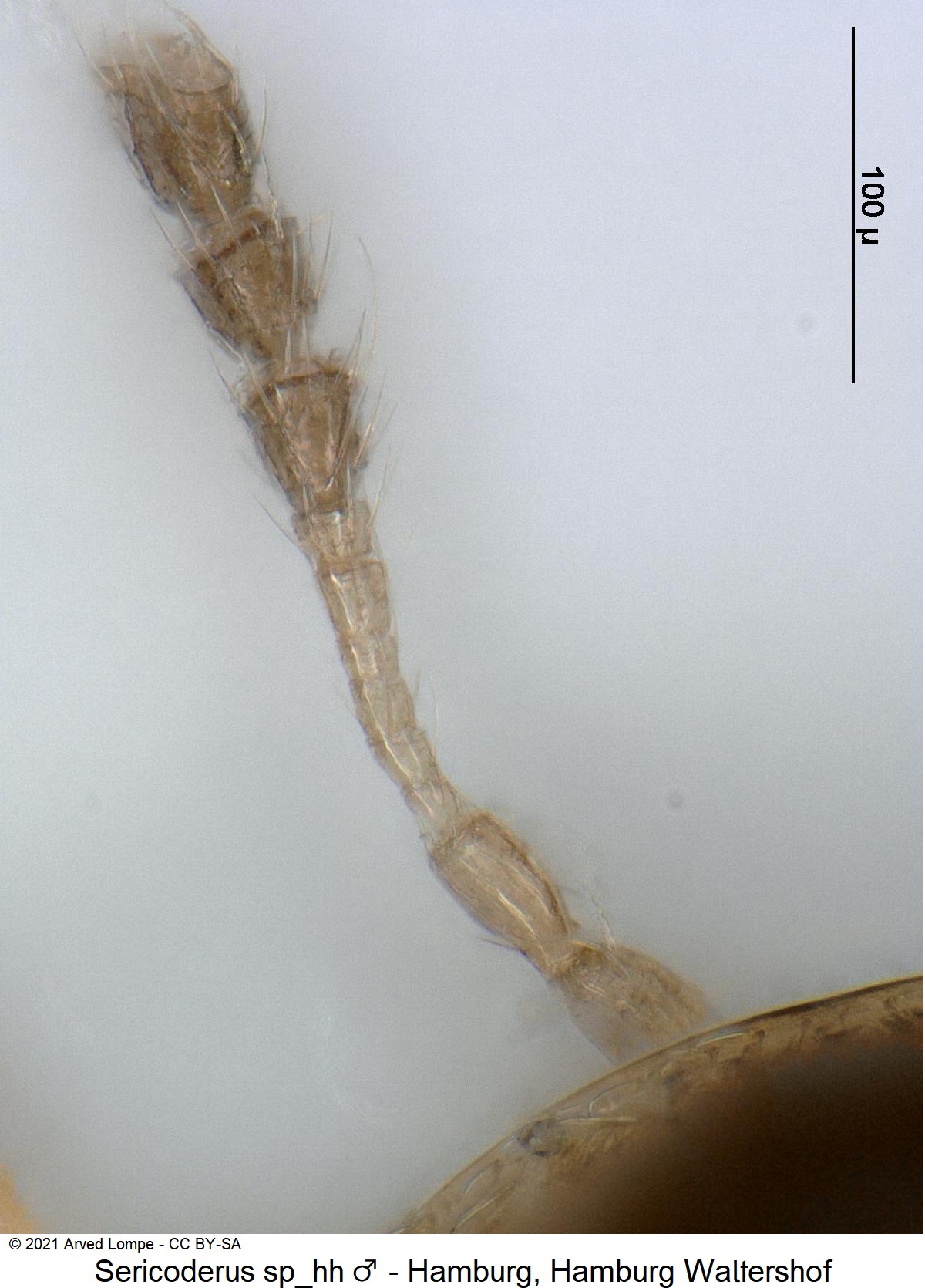sericoderus_sp_hh_m_f.jpg