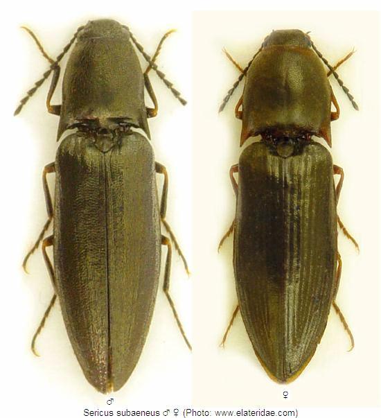sericus_subaeneus_hab.jpg