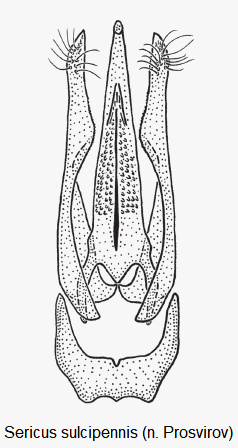 sericus_sulcipennis.gif