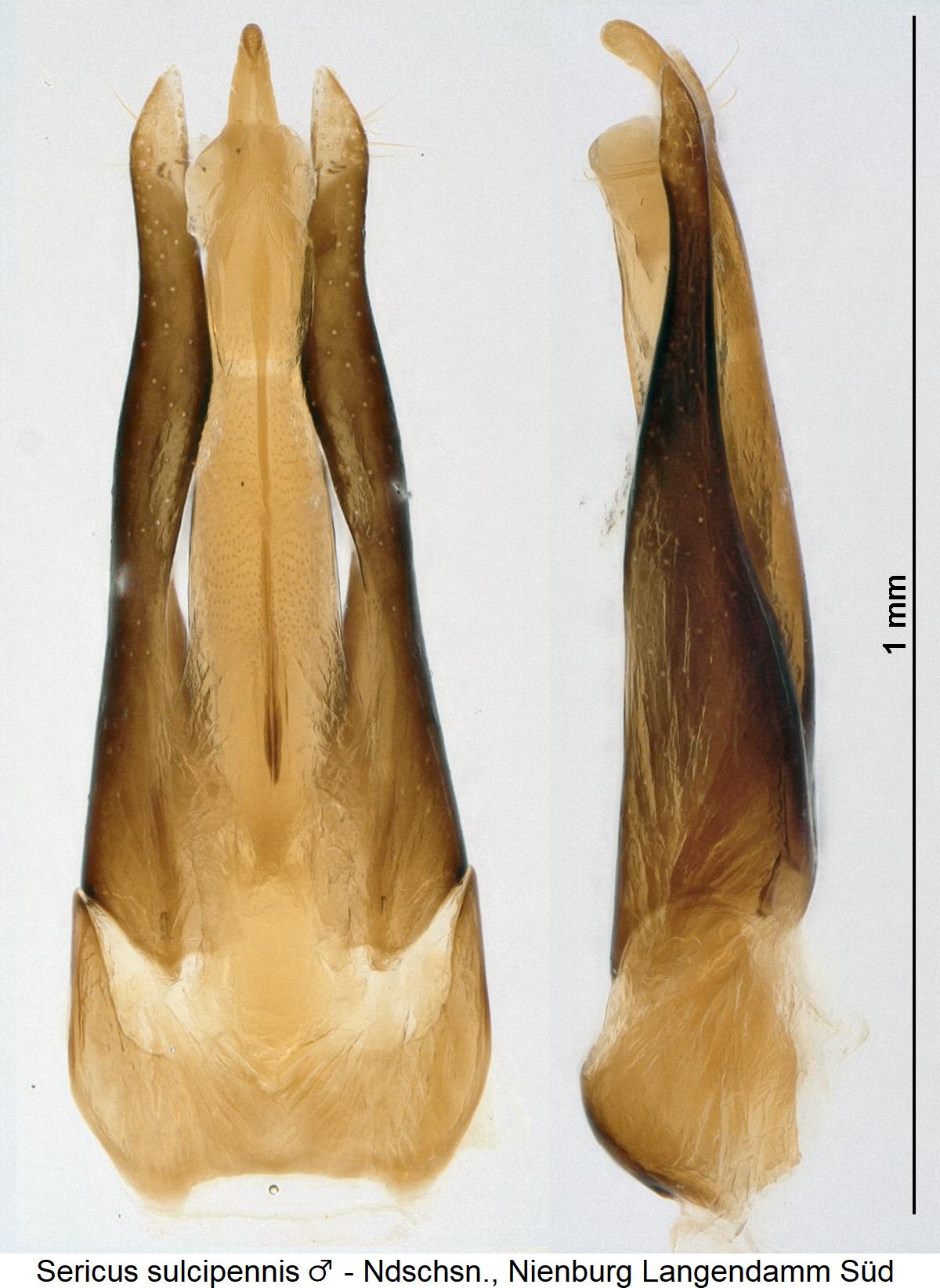 sericus_sulcipennis1.jpg