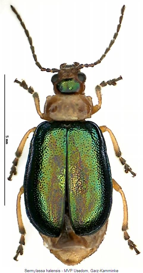 sermylassa_halensis_hab.jpg