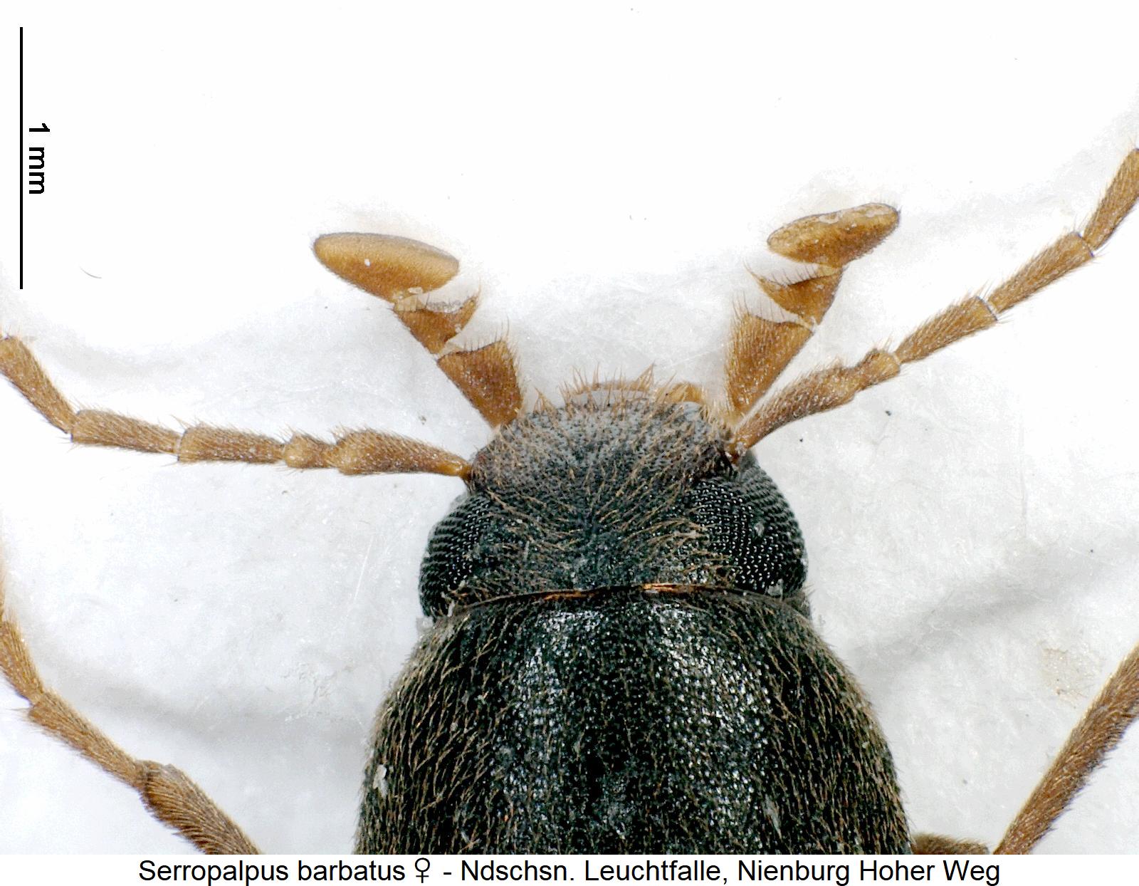 serropalpus_barbatus_k.jpg