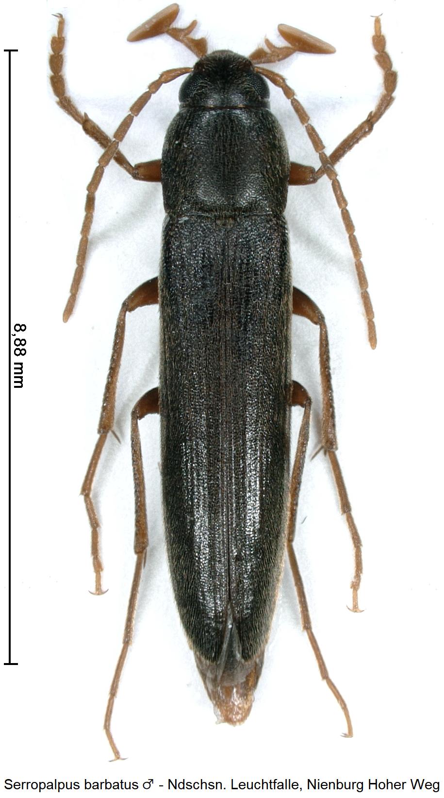 serropalpus_barbatus_m_hab.jpg