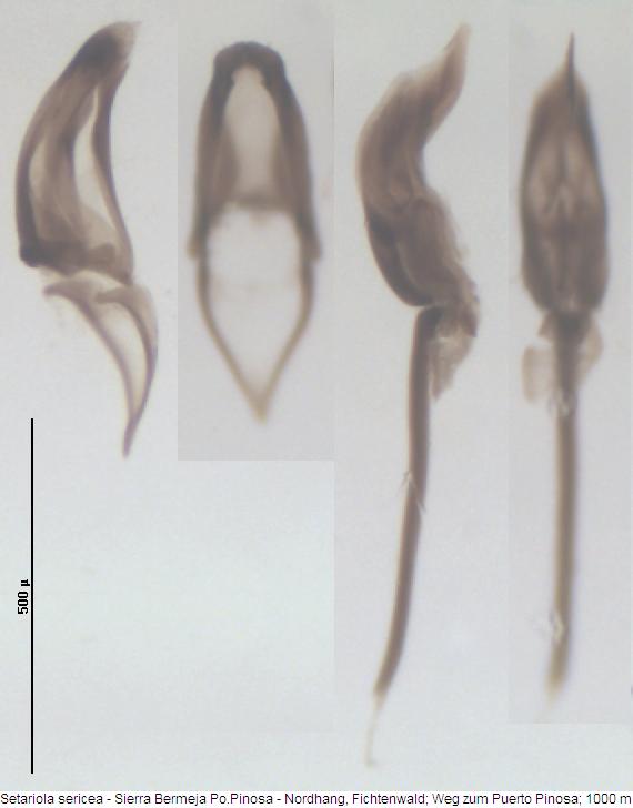 setariola_sericea.jpg