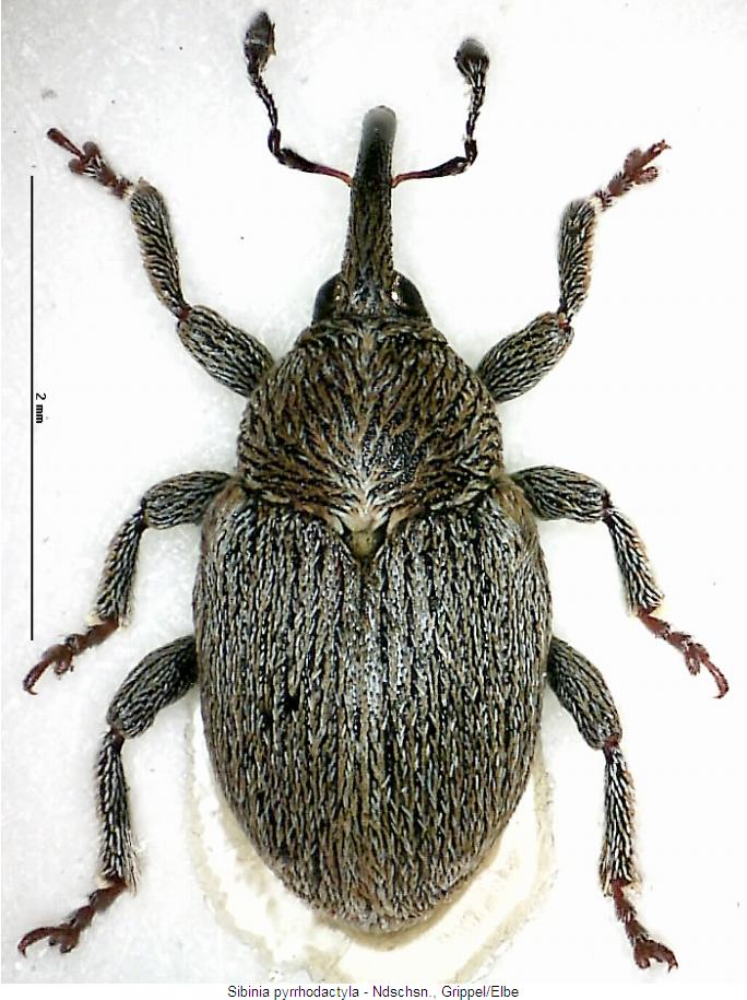 sibinia_pyrrhodactyla_hab.jpg