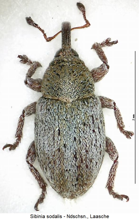 sibinia_sodalis_hab.jpg