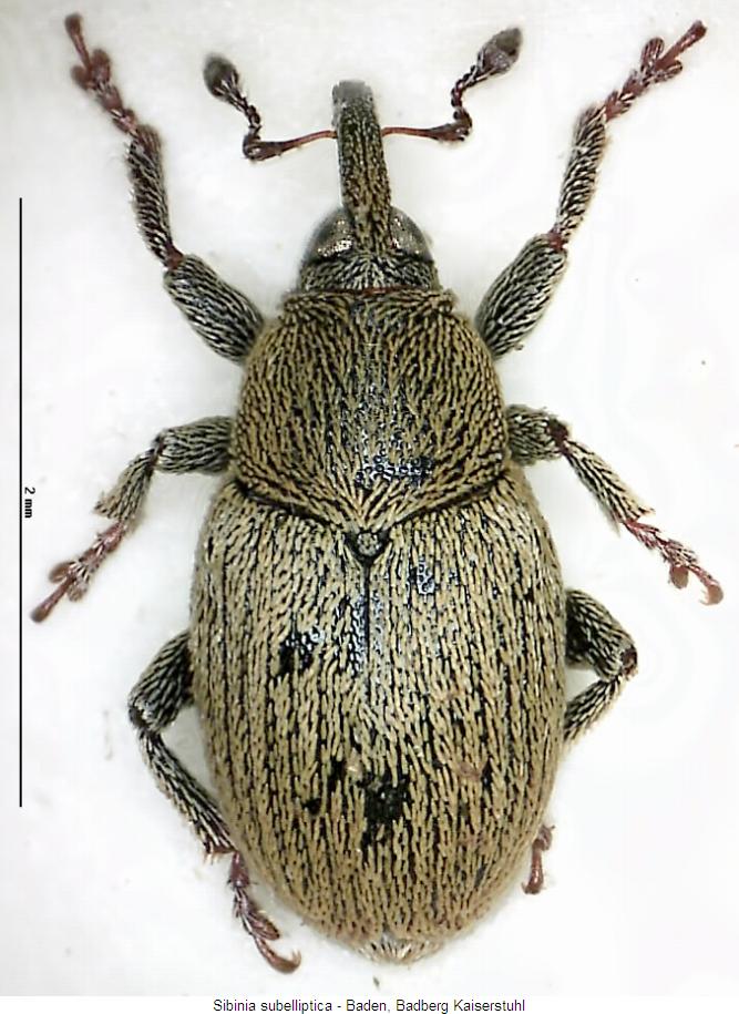sibinia_subelliptica_hab.jpg