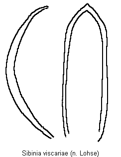 sibinia_viscariae.gif