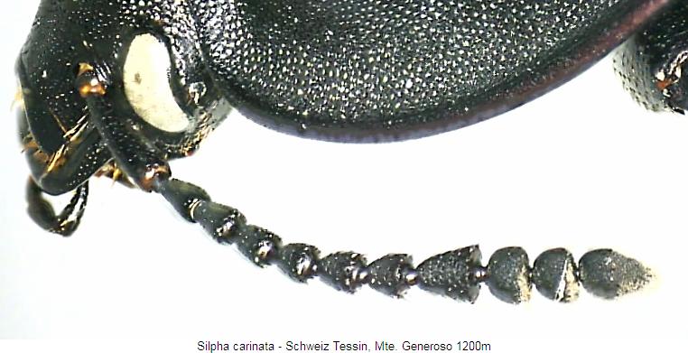 silpha_carinata_f.jpg
