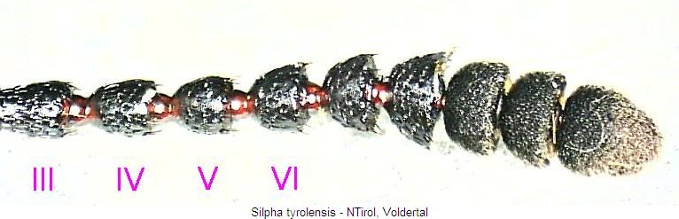 silpha_tyrolensisf.jpg