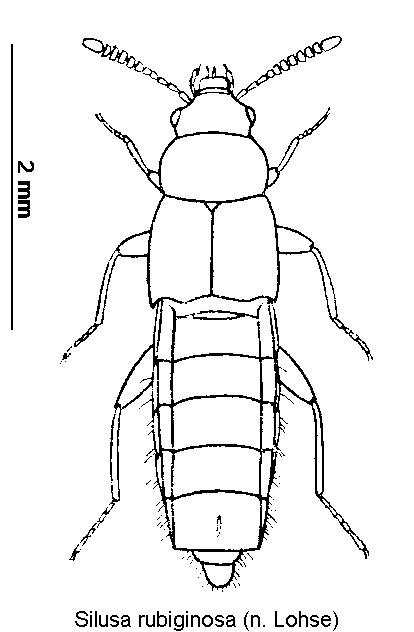 silusa_rubiginosa_hab.gif