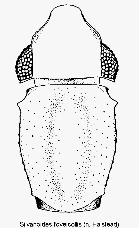 silvanoides_foveicollis_vk.gif