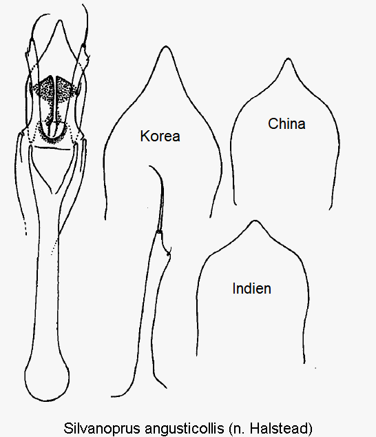 silvanoprus_angusticollis.gif