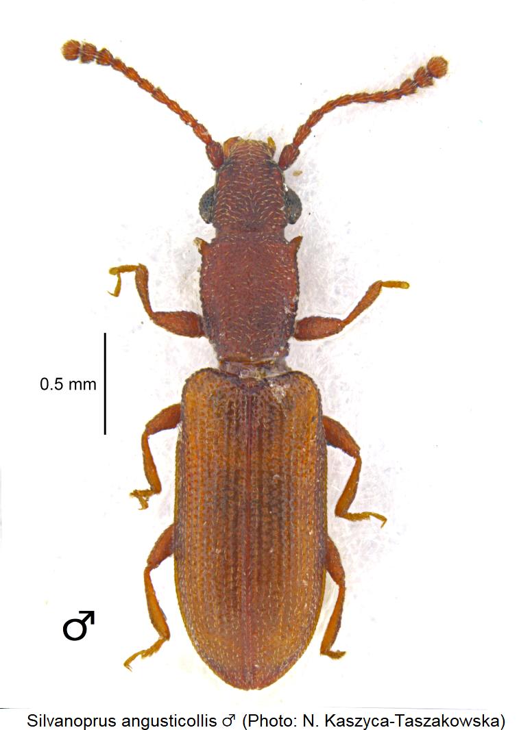 silvanoprus_angusticollis_m_hab.jpg