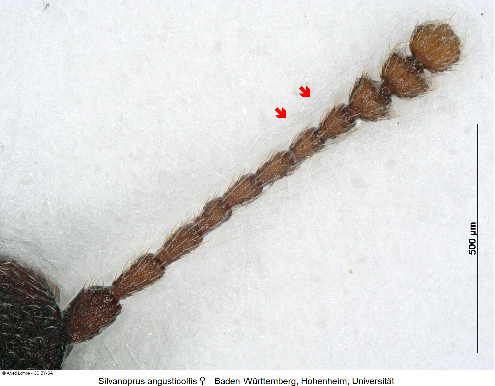 silvanoprus_angusticollis_w_ck34275599_f.jpg