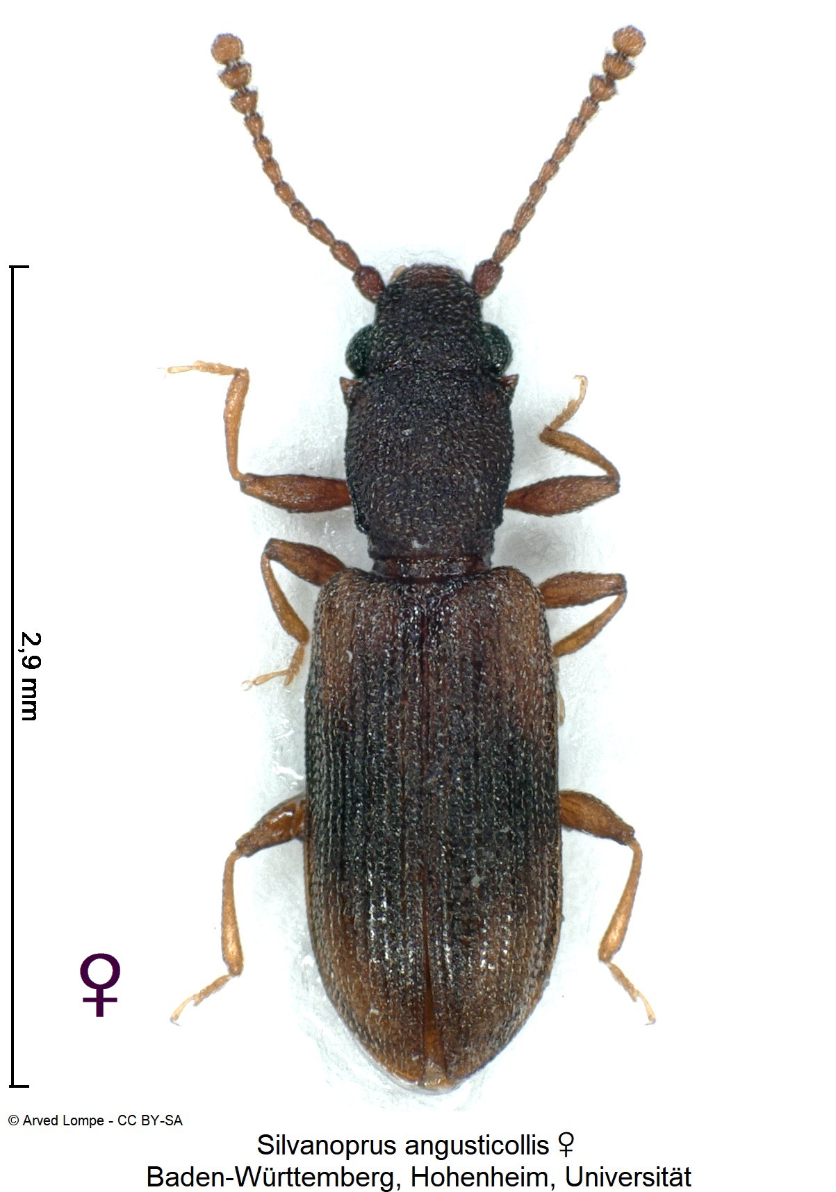 silvanoprus_angusticollis_w_ck34275599_hab.jpg