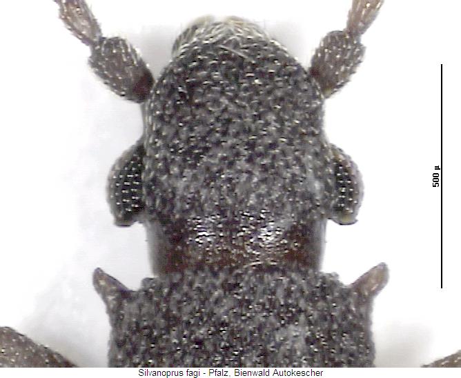 silvanoprus_fagi_k.jpg
