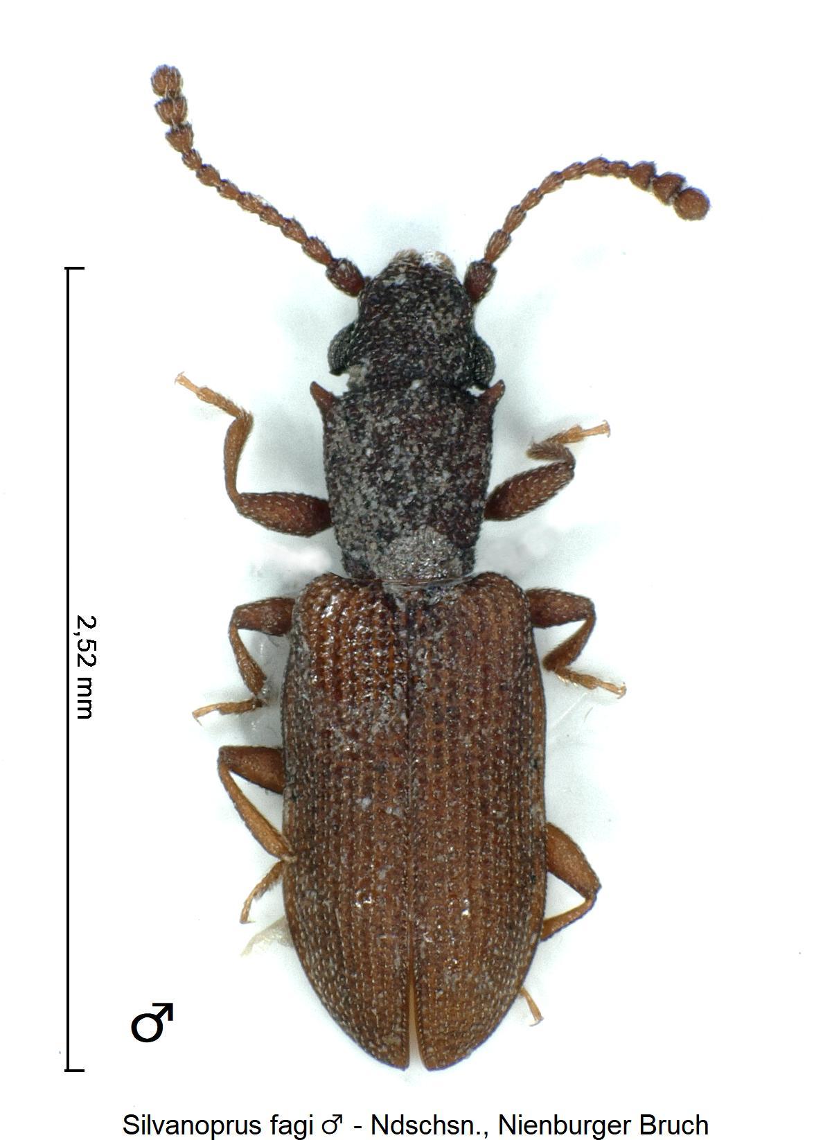 silvanoprus_fagi_m_hab.jpg
