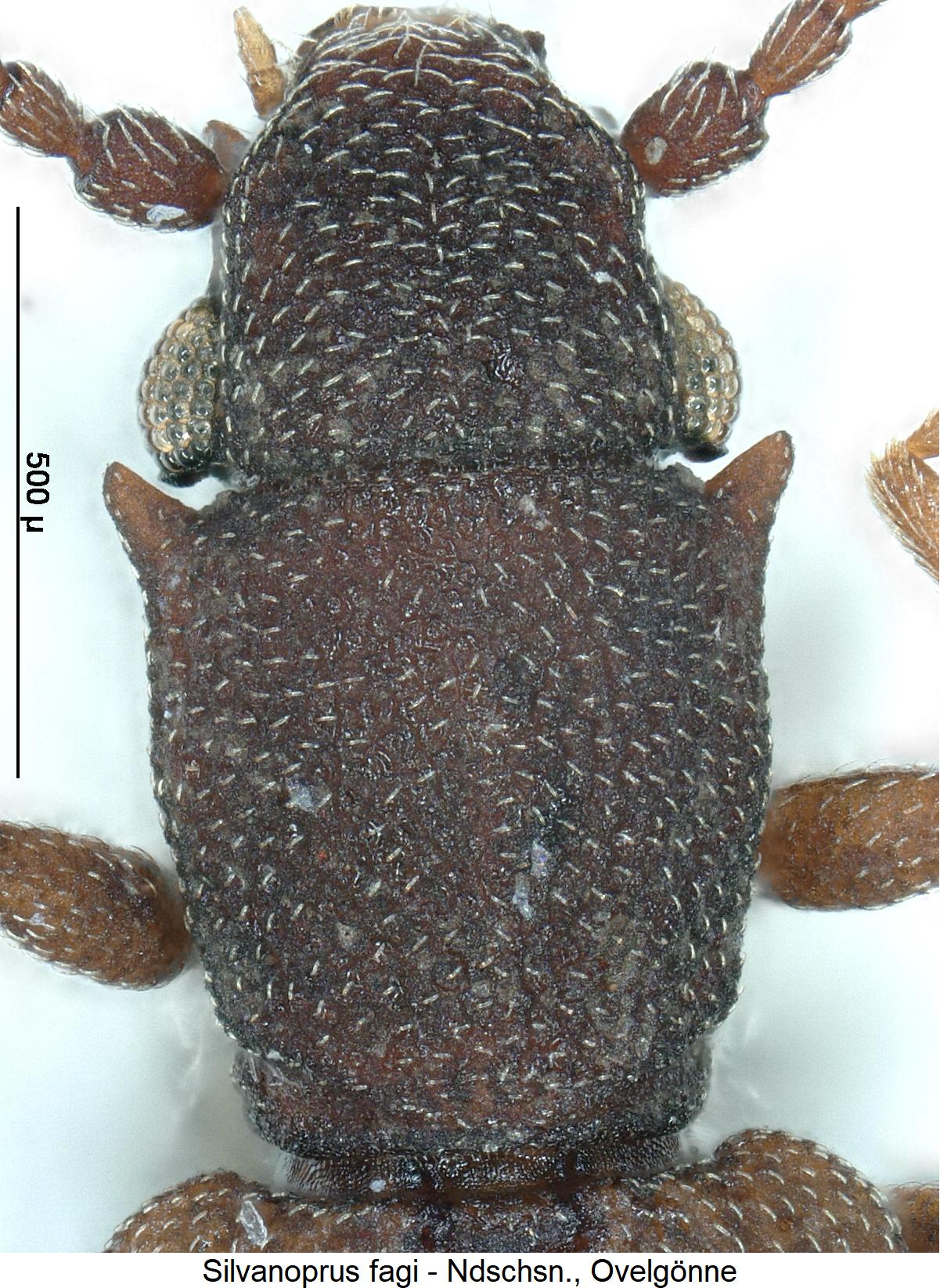 silvanoprus_fagi_vk.jpg