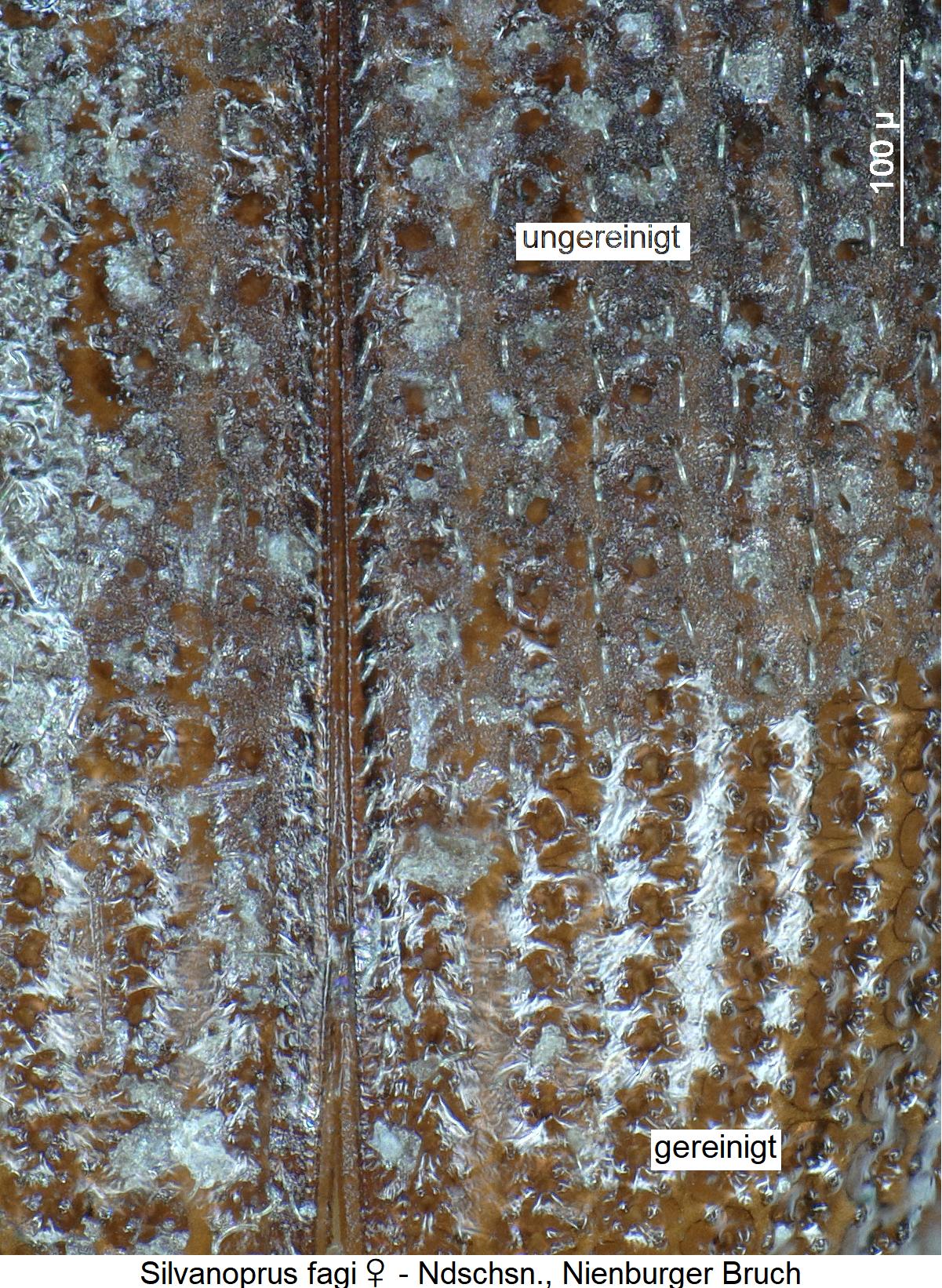 silvanoprus_fagi_w_int.jpg