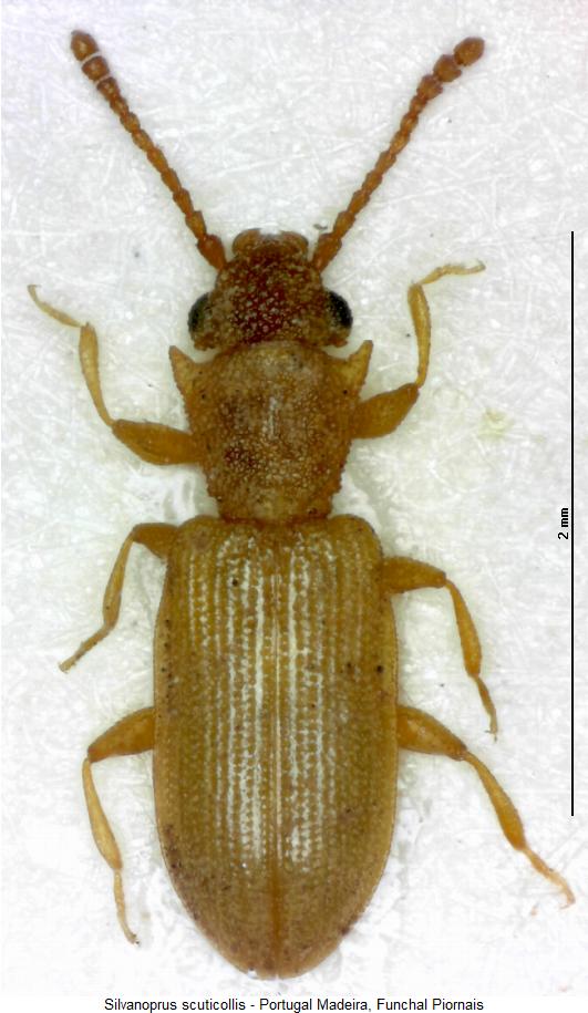 silvanoprus_scuticollis_hab.jpg