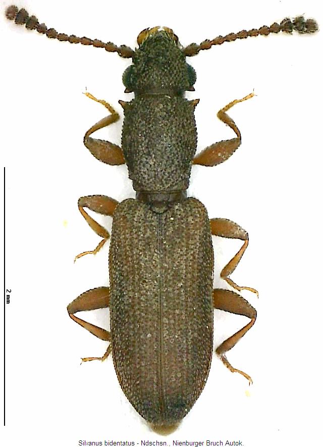 silvanus_bidentatus_hab.jpg