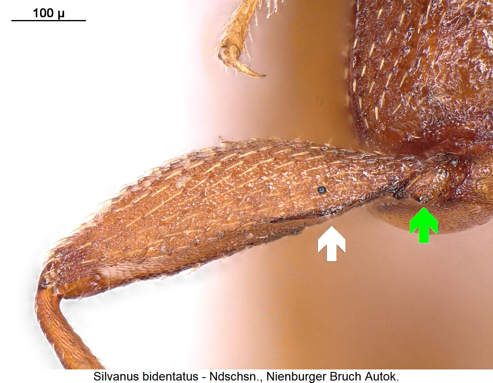 silvanus_bidentatus_hschl1.jpg