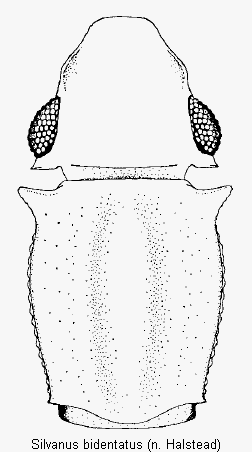 silvanus_bidentatus_vk.gif