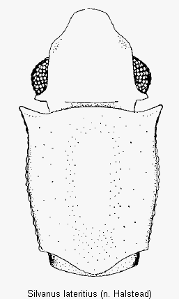 silvanus_lateritius_vk.gif
