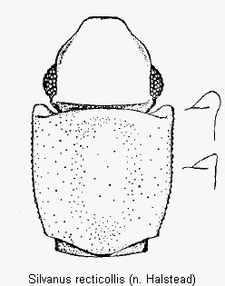 silvanus_recticollis_vk.gif