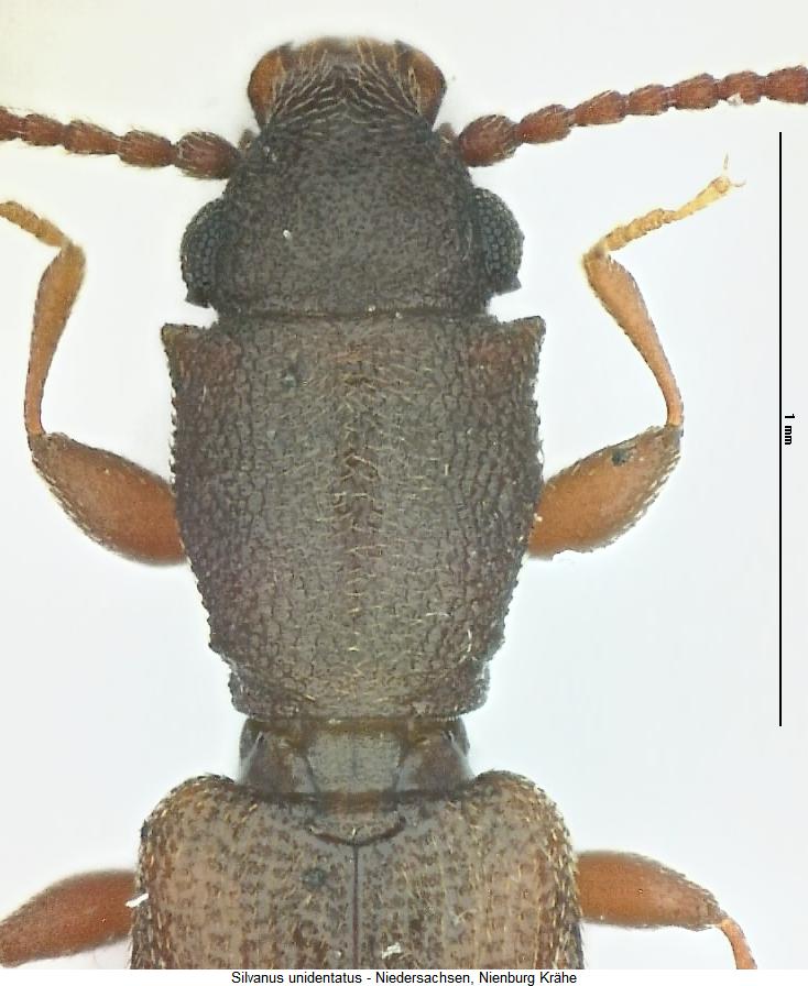 silvanus_unidentatus_vk.jpg
