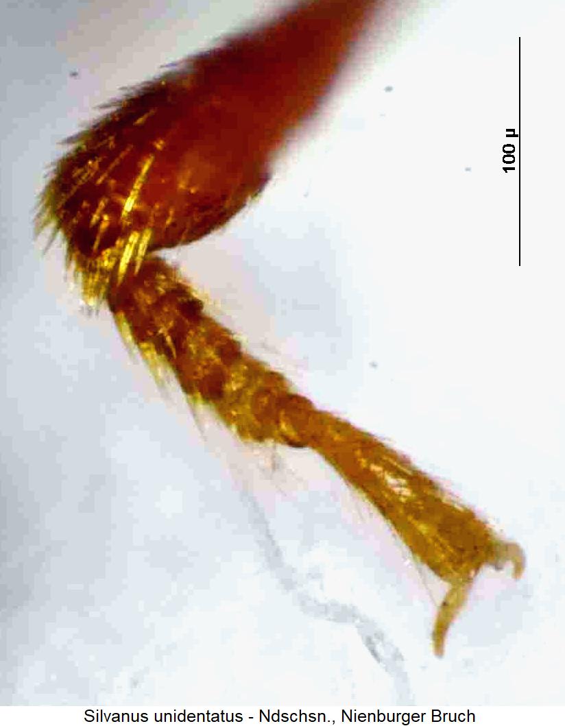 silvanus_unidentatus_vtr.jpg