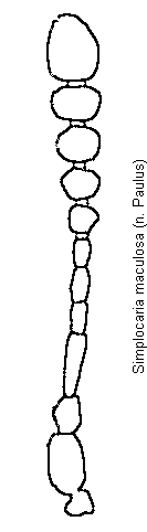 simplocaria_maculosa.gif