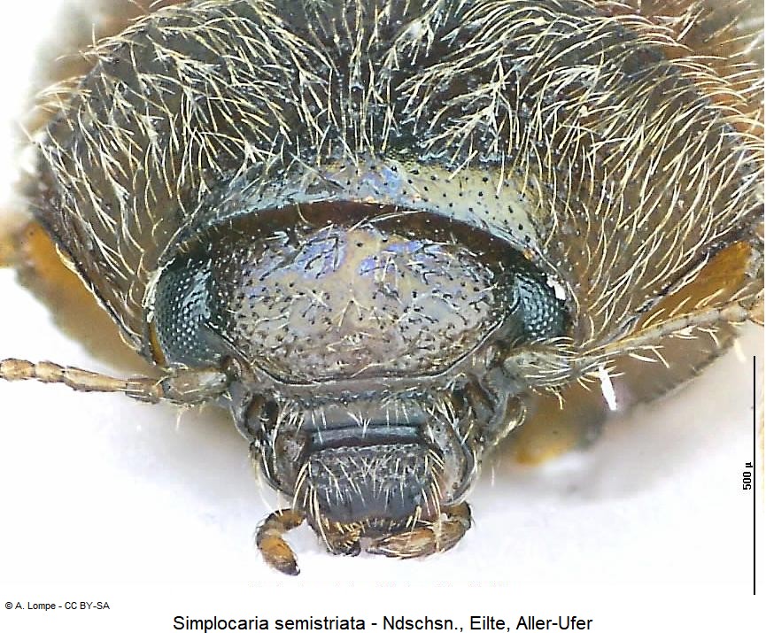 simplocaria_semistriata_k.jpg