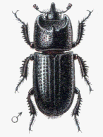 sinodendron_cylindricum_hab.gif