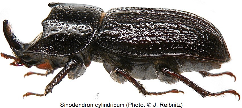 sinodendron_cylindricum_lat_rbn.jpg