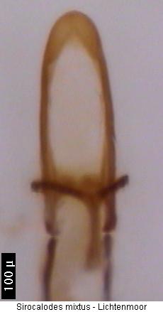 sirocalodes_mixtus.jpg