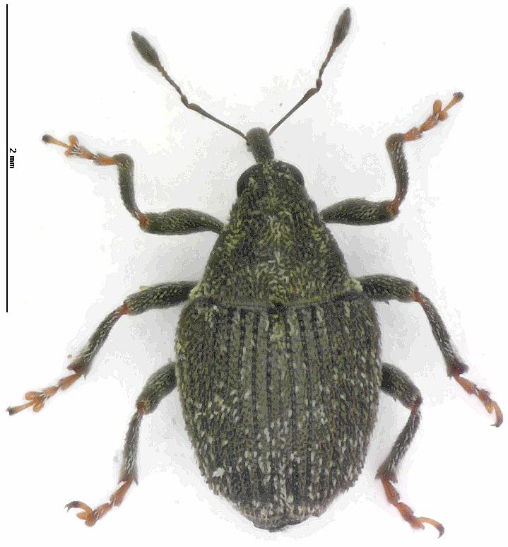 sirocalodes_mixtus_hab.jpg