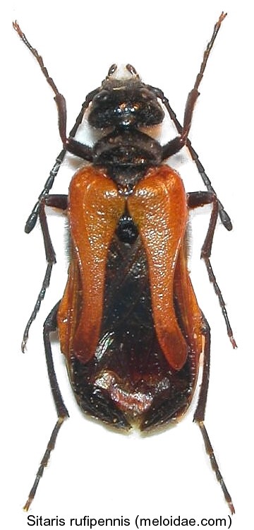 sitaris_rufipennis.jpg
