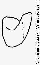 sitona_ambiguus_ham.gif