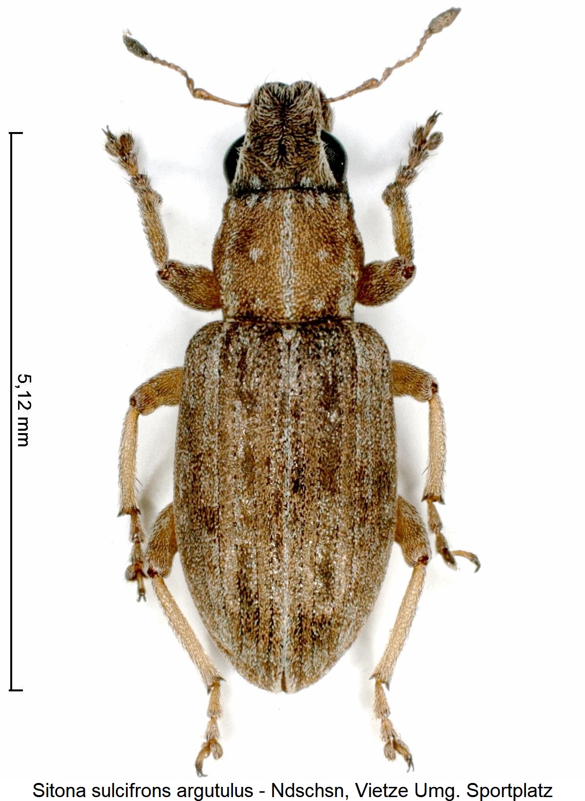sitona_argutulus_hab-1.jpg