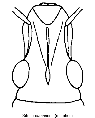 sitona_cambricus_k.gif
