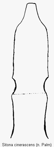 sitona_cinerascens.gif