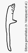 sitona_gemellatus_ham.gif