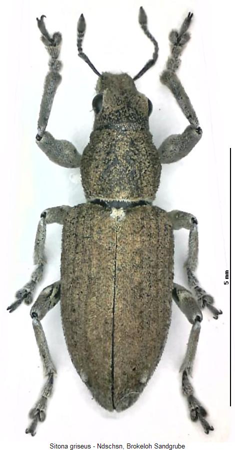 sitona_griseus_hab.jpg