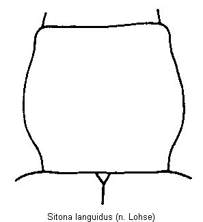 sitona_languidus_hsch.gif