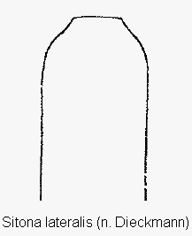 sitona_lateralis.gif