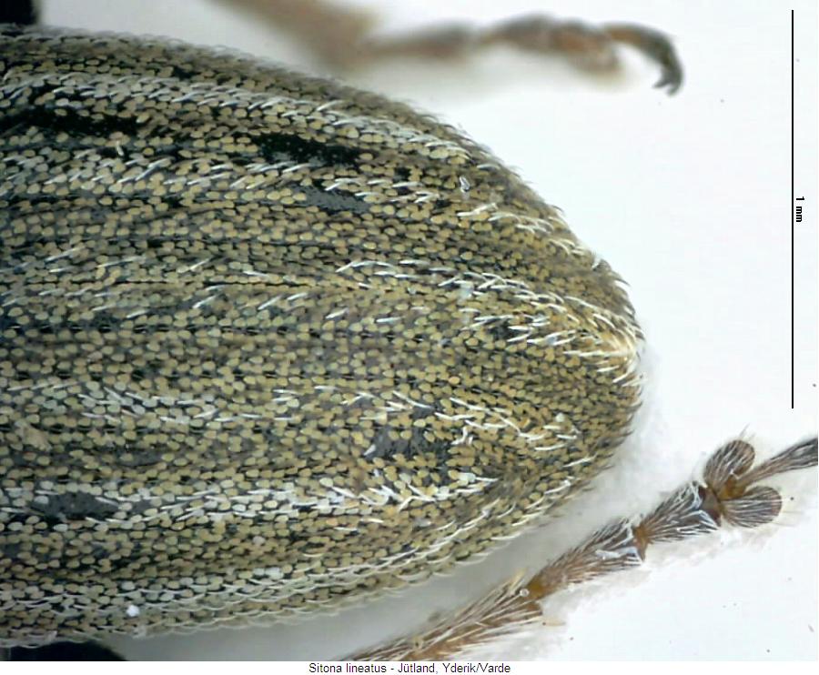 sitona_lineatus_fld.jpg
